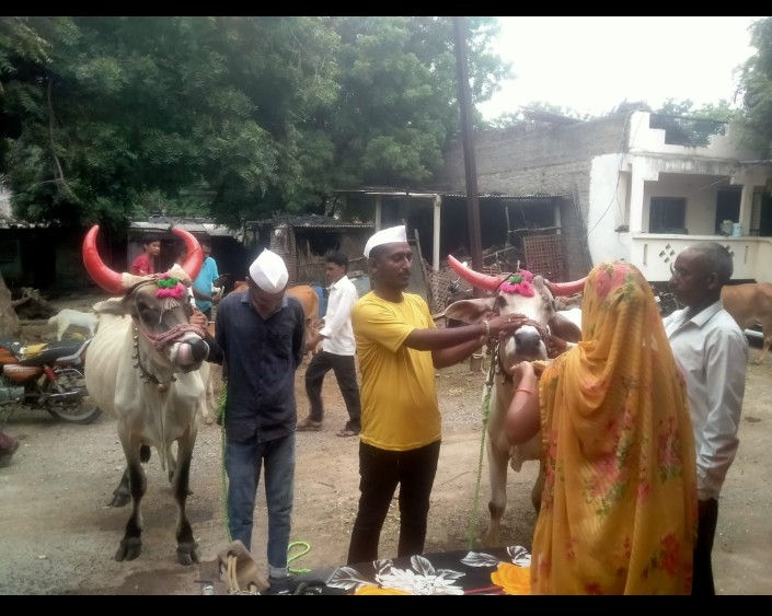 त-हाडी येथे बैलपोळा उत्साहात साजरा.